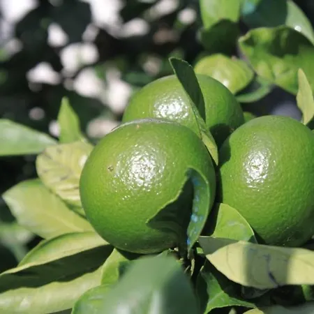 With Parking Space Razanj, - 8360 شقة *