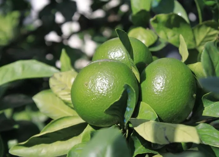 With Parking Space Razanj, - 8360 Daire *